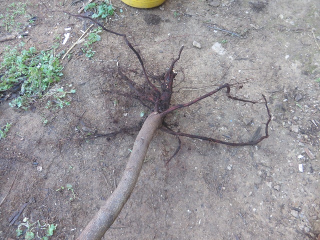 Bare rooted